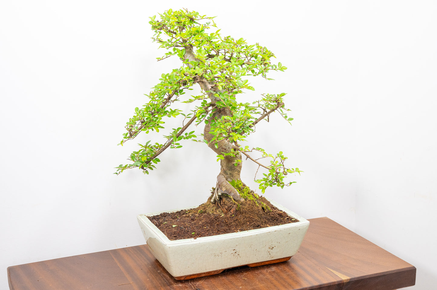 Large Chinese Elm Bonsai in 28cm Cream Pot