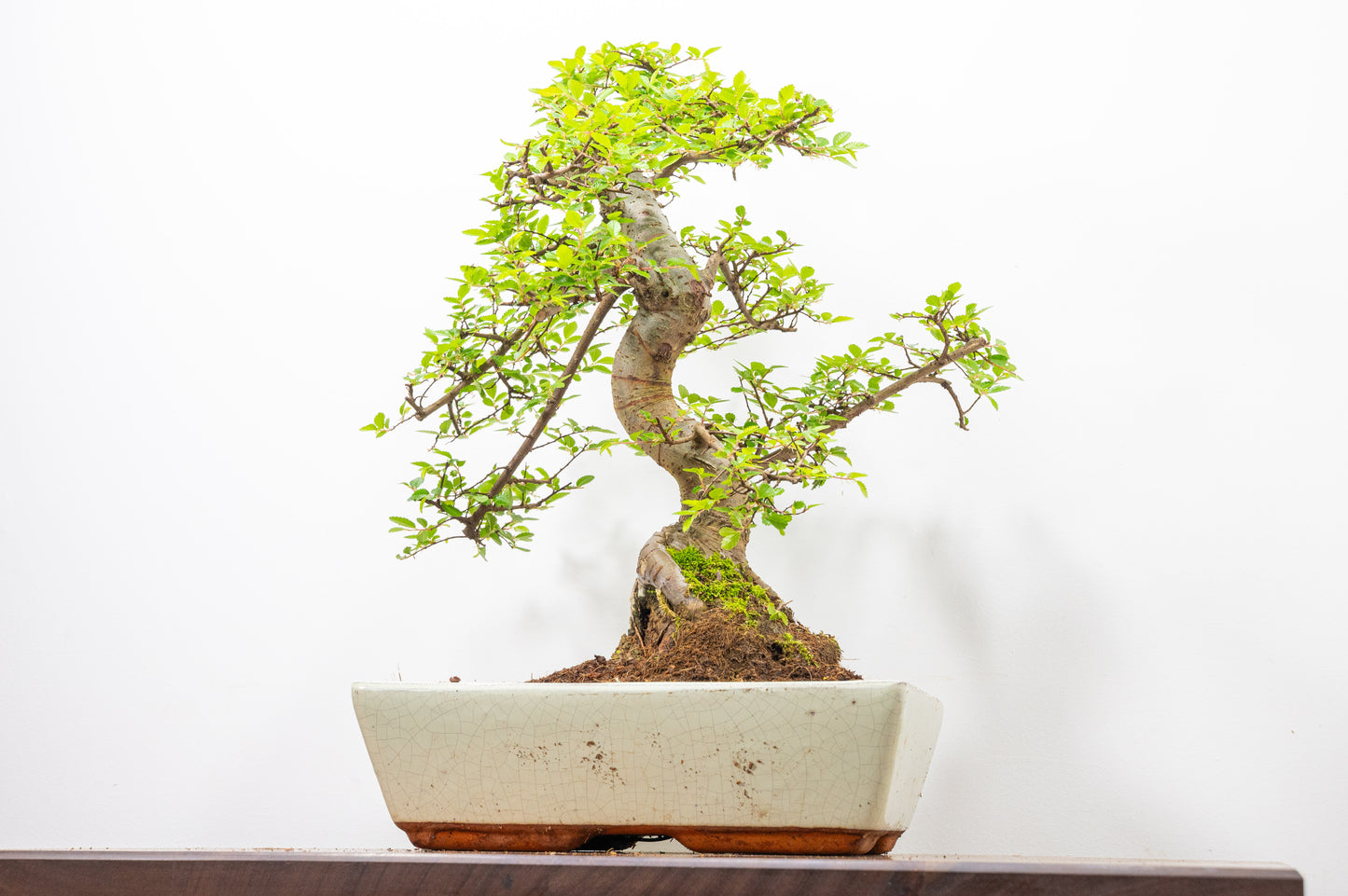 Large Chinese Elm Bonsai in 28cm Cream Pot