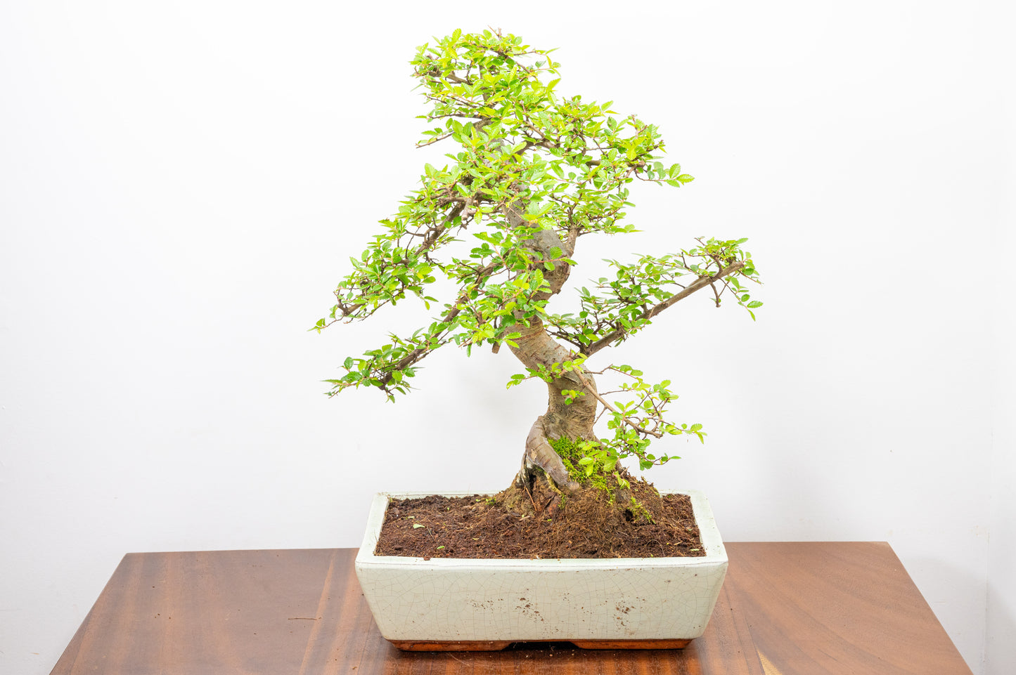 Large Chinese Elm Bonsai in 28cm Cream Pot