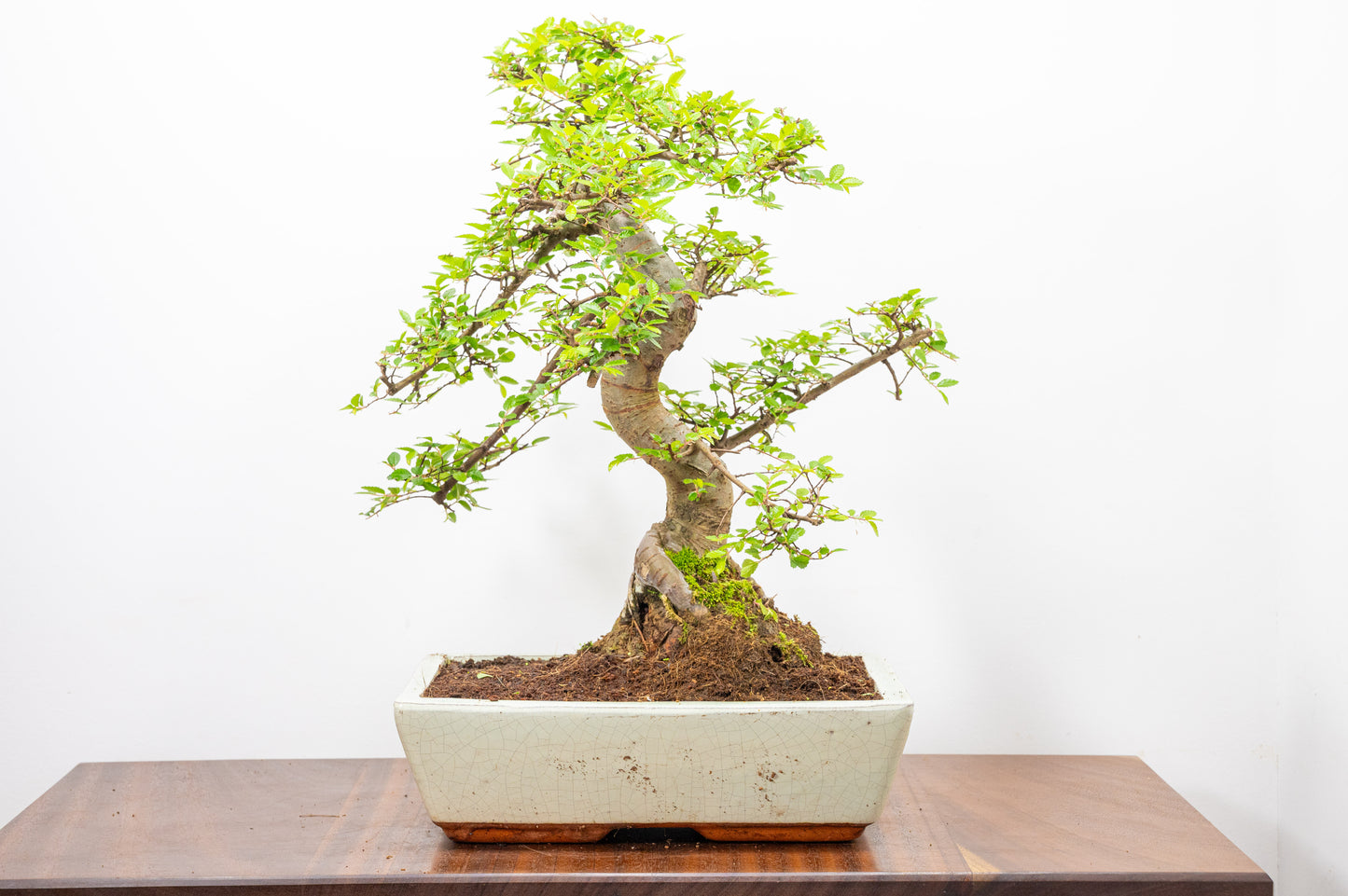 Large Chinese Elm Bonsai in 28cm Cream Pot