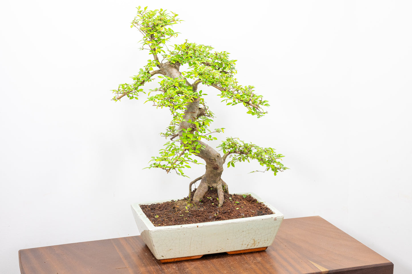Large Chinese Elm Bonsai in 28cm Cream Pot