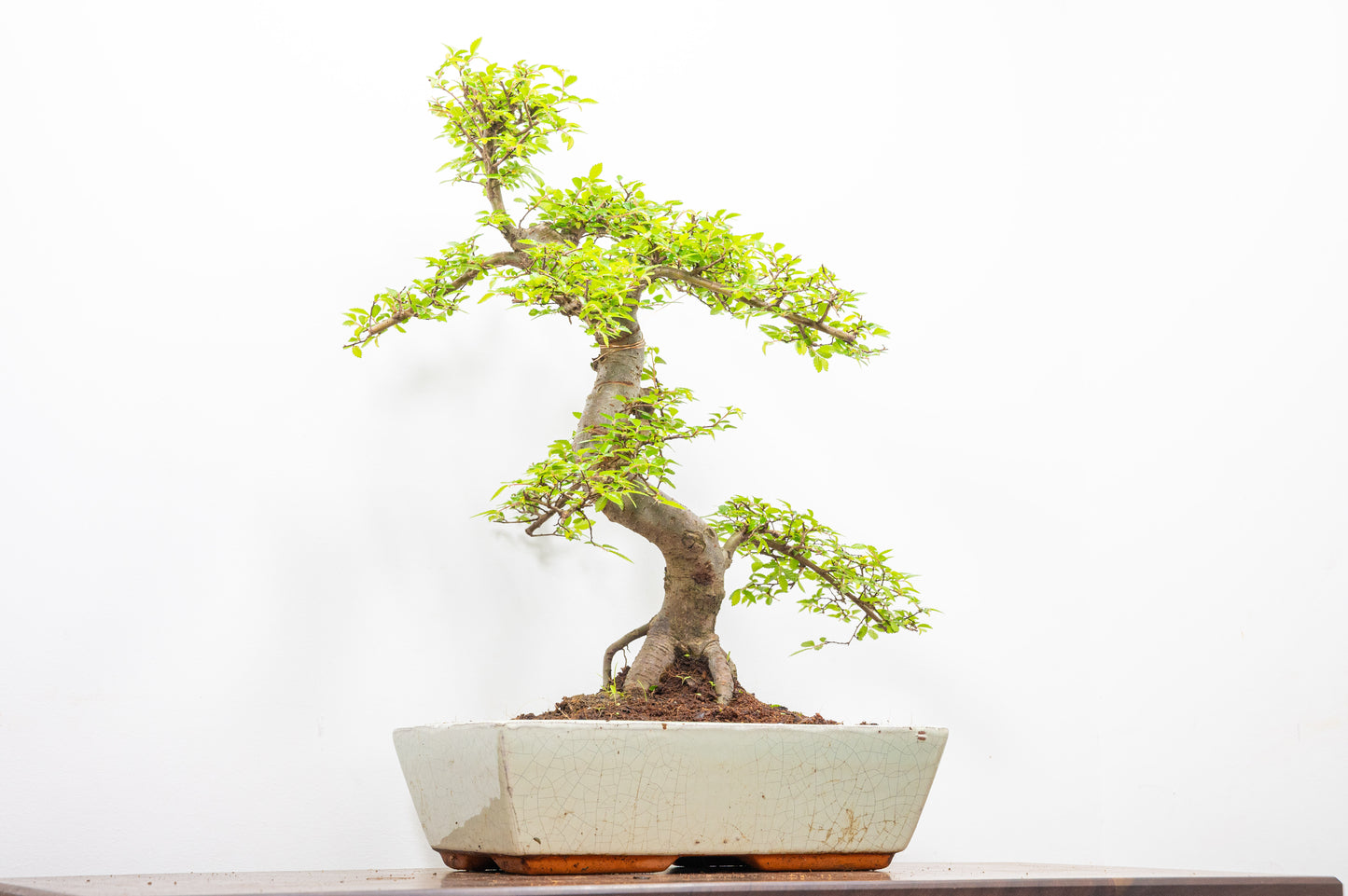 Large Chinese Elm Bonsai in 28cm Cream Pot