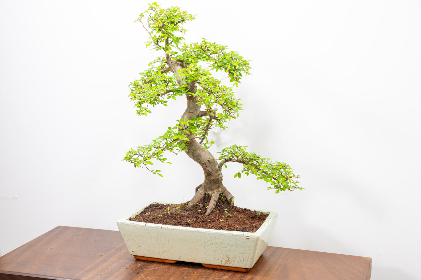 Large Chinese Elm Bonsai in 28cm Cream Pot