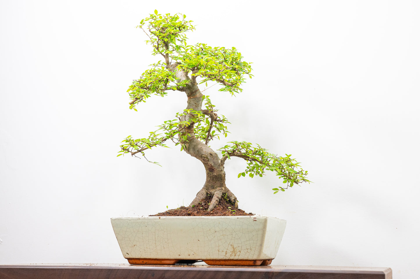 Large Chinese Elm Bonsai in 28cm Cream Pot