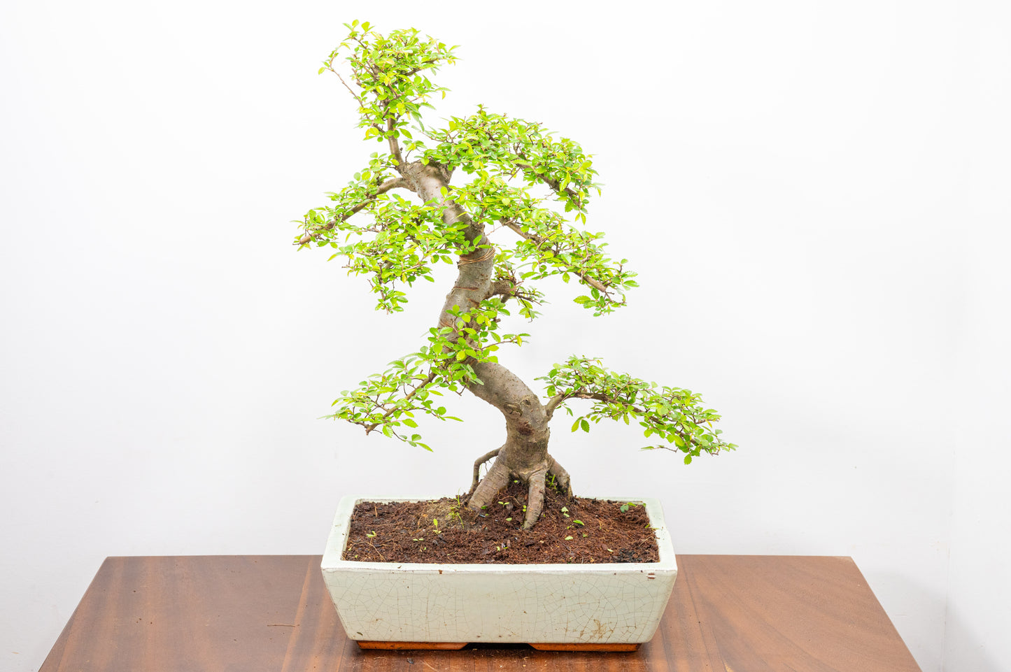Large Chinese Elm Bonsai in 28cm Cream Pot