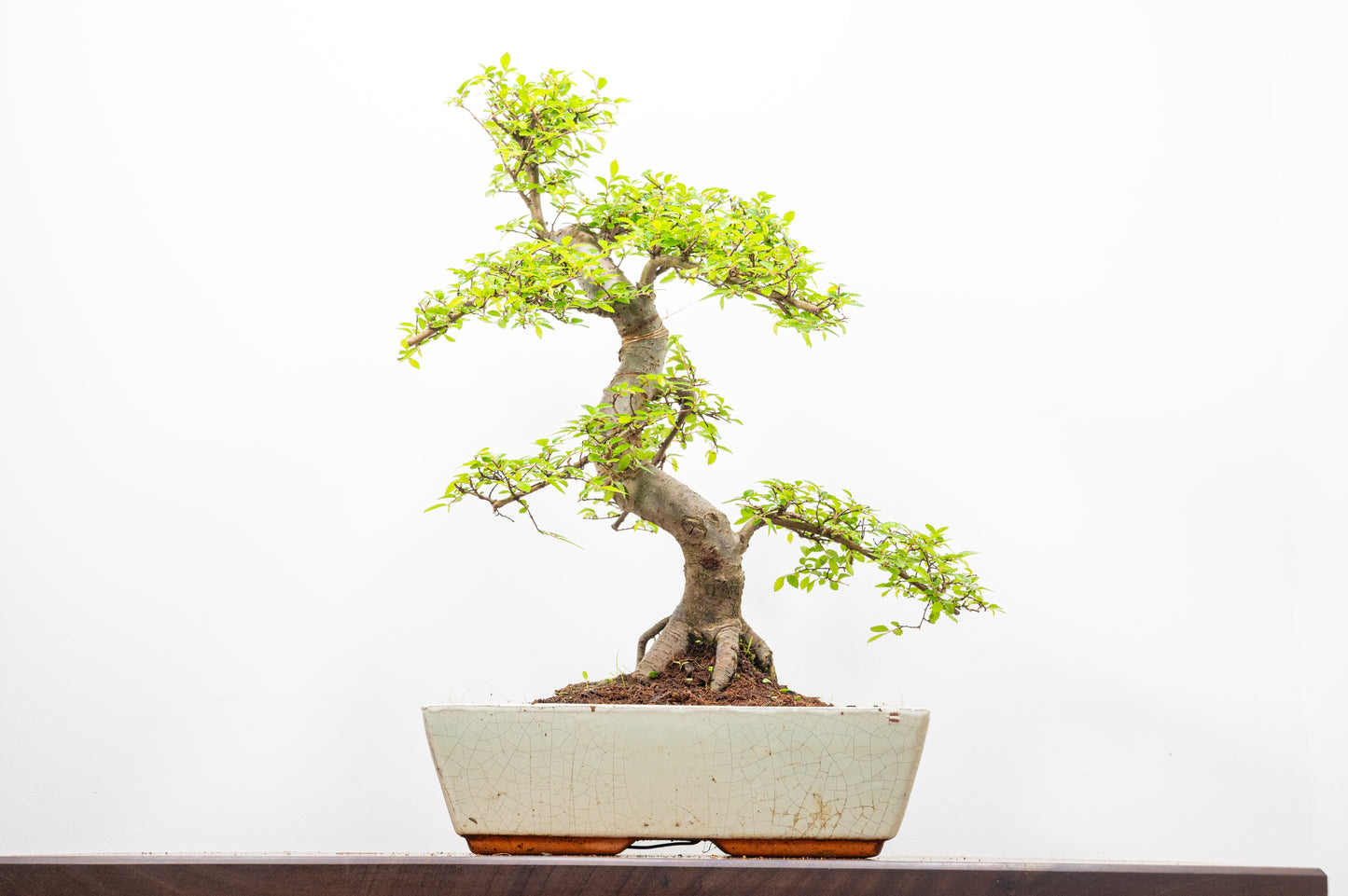 Large Chinese Elm Bonsai in 28cm Cream Pot