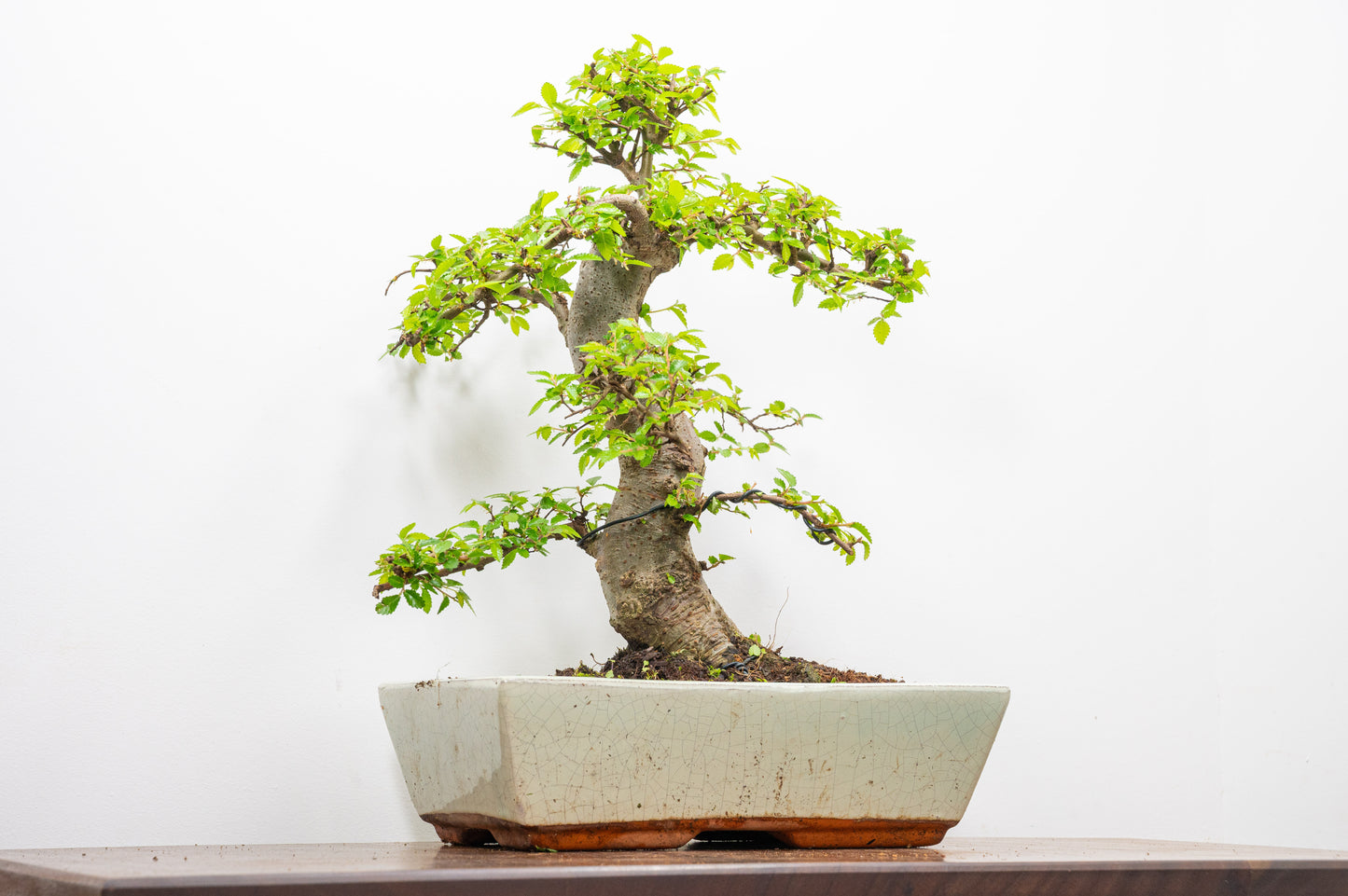 Large Chinese Elm Bonsai in 28cm Cream Pot