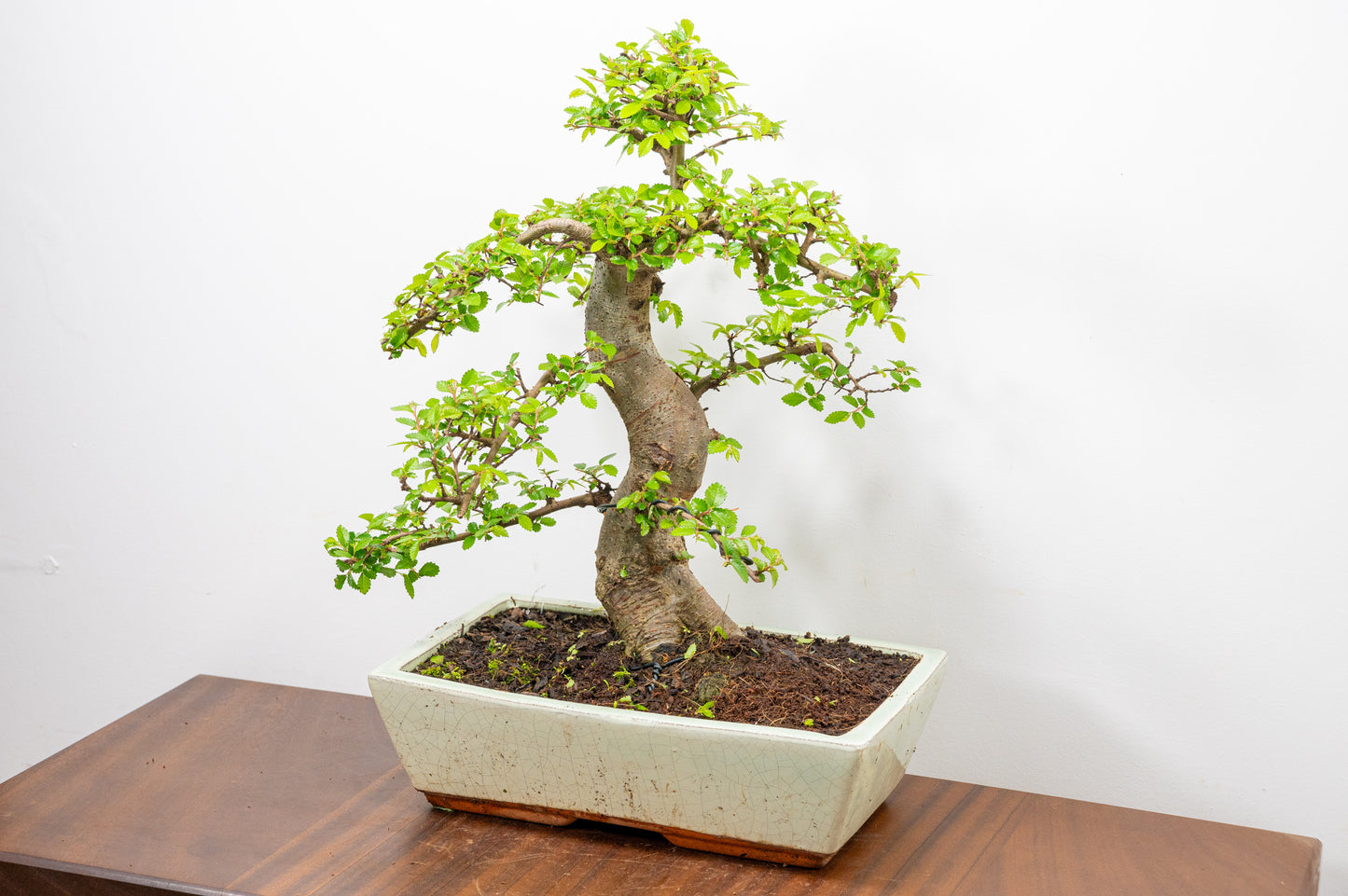 Large Chinese Elm Bonsai in 28cm Cream Pot