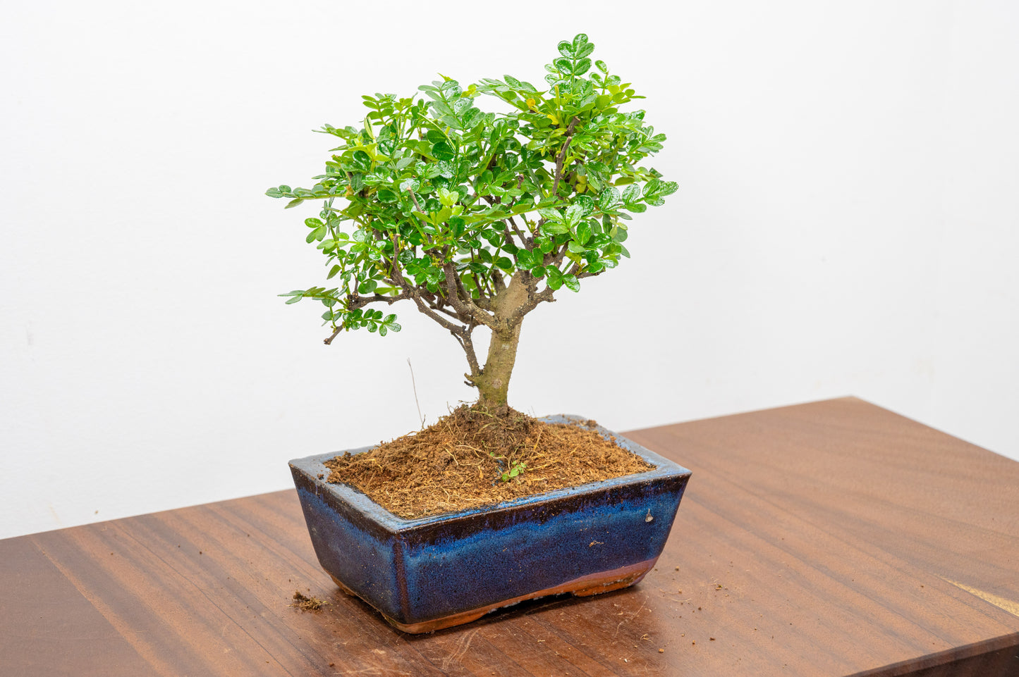 Japanese Pepper Bonsai  'Broom Style' - 15cm Navy Ceramic Pot
