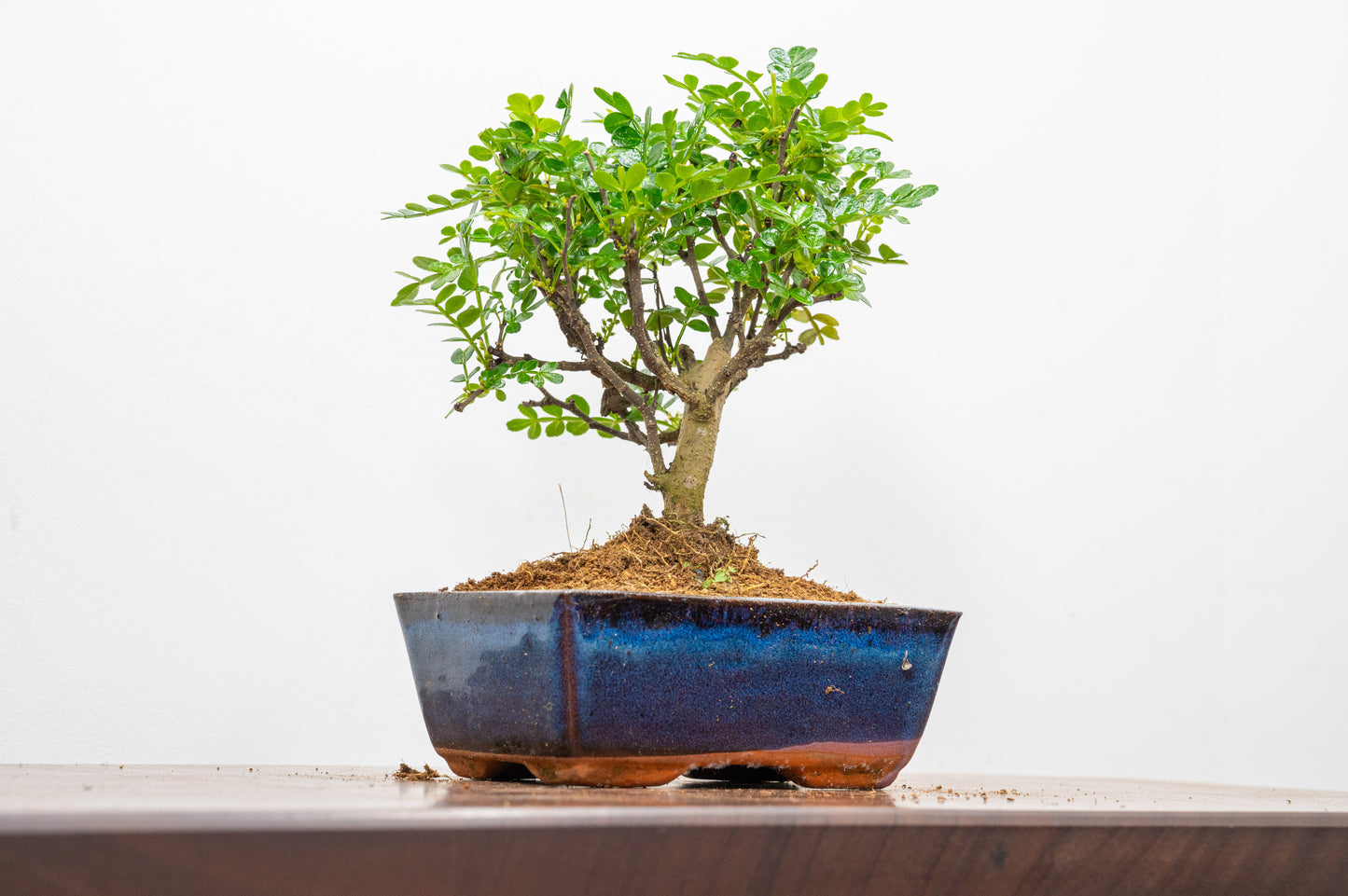 Japanese Pepper Bonsai  'Broom Style' - 15cm Navy Ceramic Pot