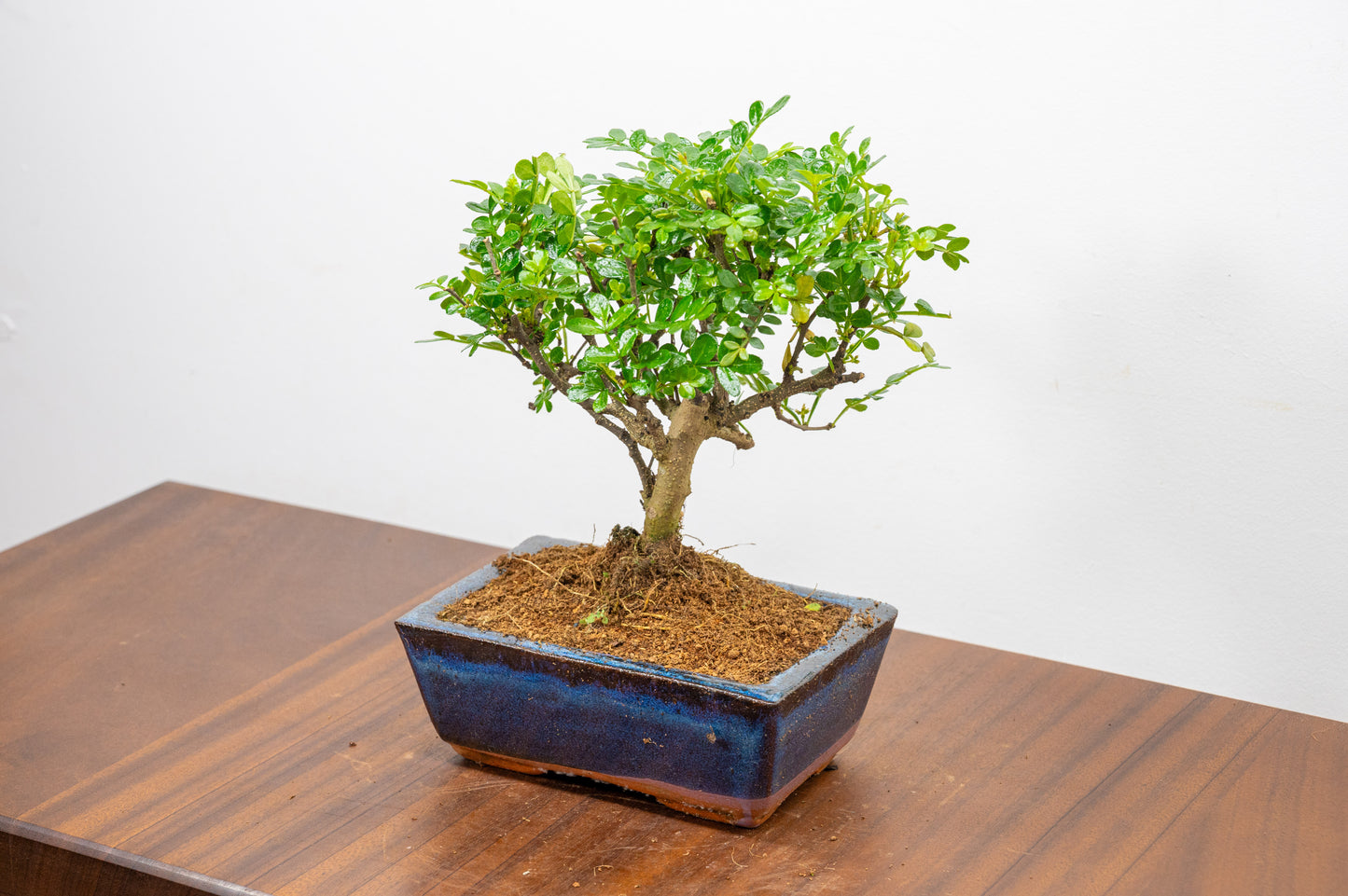 Japanese Pepper Bonsai  'Broom Style' - 15cm Navy Ceramic Pot