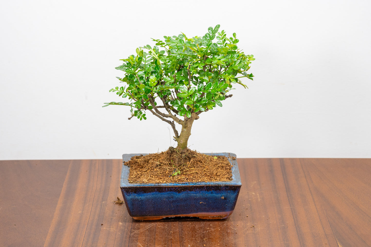 Japanese Pepper Bonsai  'Broom Style' - 15cm Navy Ceramic Pot