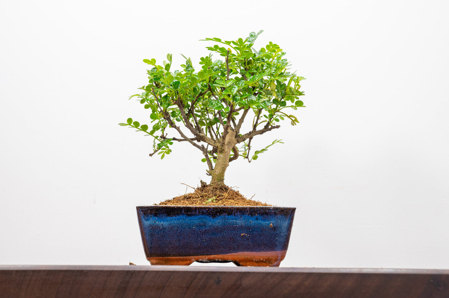 Japanese Pepper Bonsai  'Broom Style' - 15cm Navy Ceramic Pot