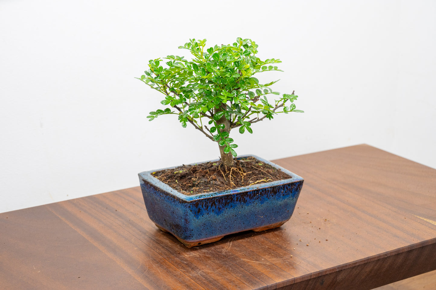 Japanese Pepper Bonsai  'Broom Style' - 15cm Navy Ceramic Pot