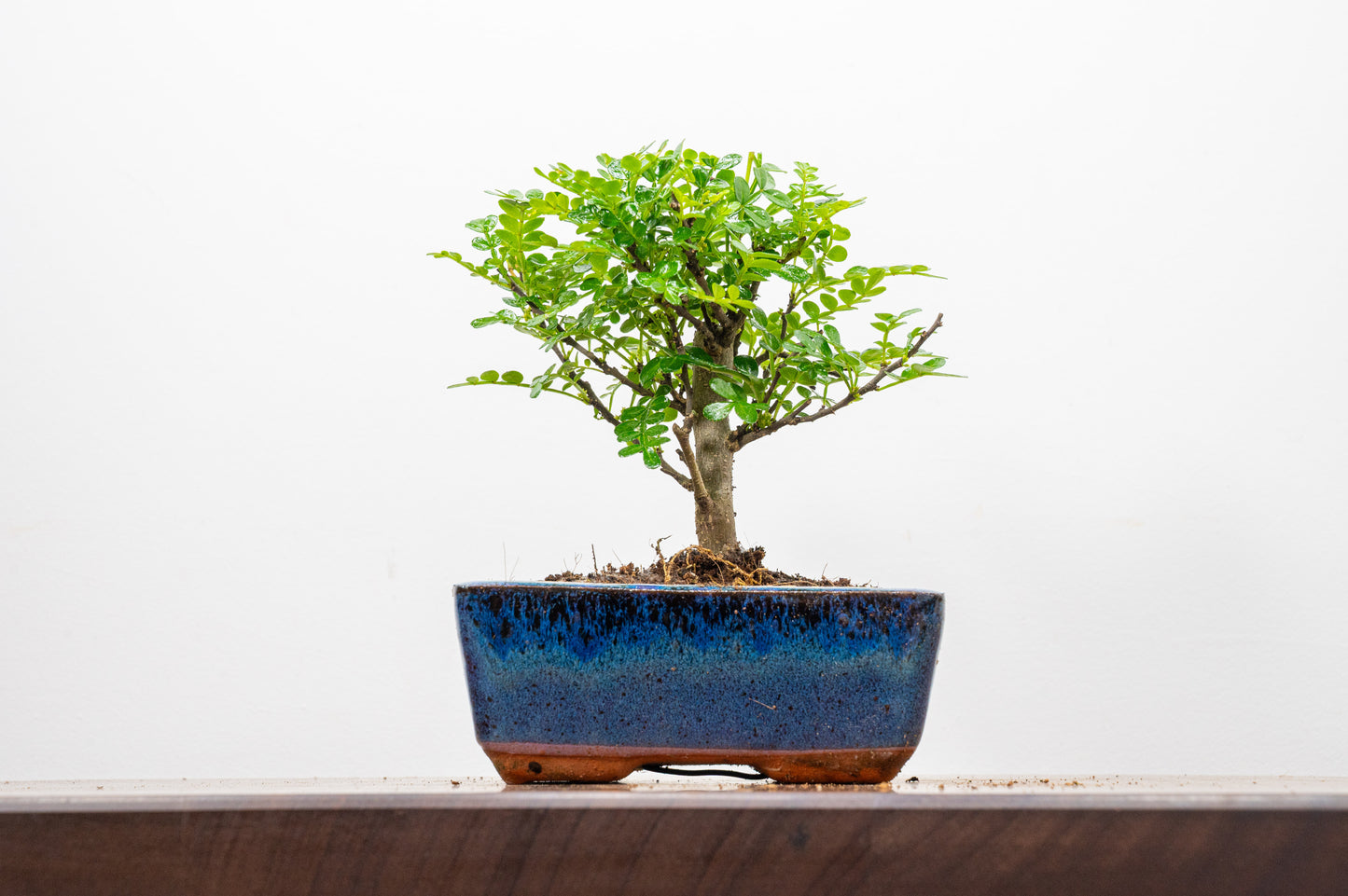 Japanese Pepper Bonsai  'Broom Style' - 15cm Navy Ceramic Pot