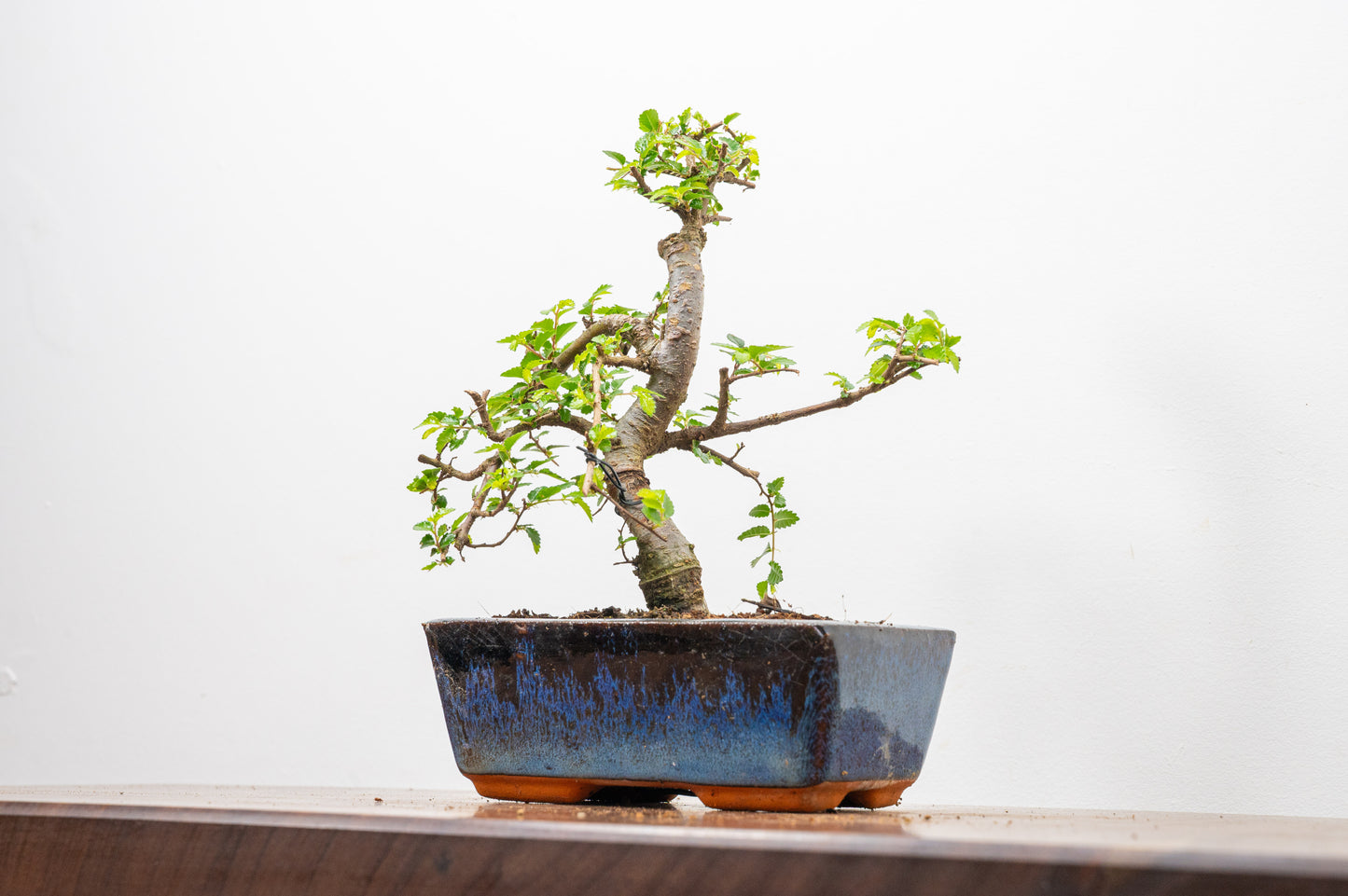 Chinese Elm Bonsai and Care Kit in 15cm Navy Ceramic Pot