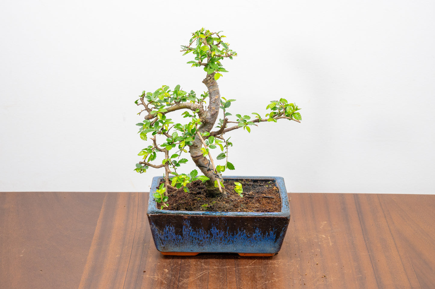 Chinese Elm Bonsai and Care Kit in 15cm Navy Ceramic Pot