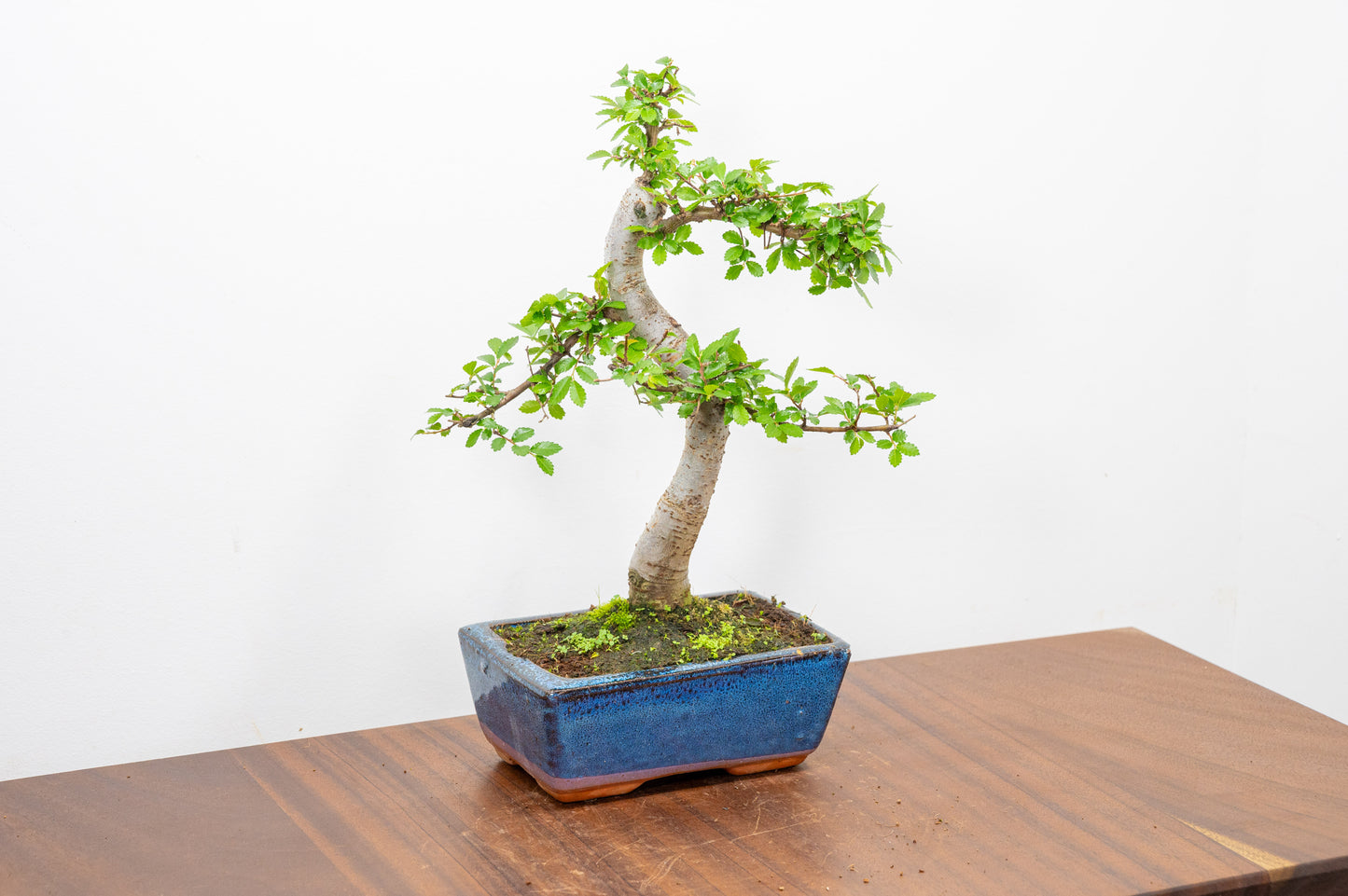 Chinese Elm Bonsai and Care Kit in 15cm Navy Ceramic Pot