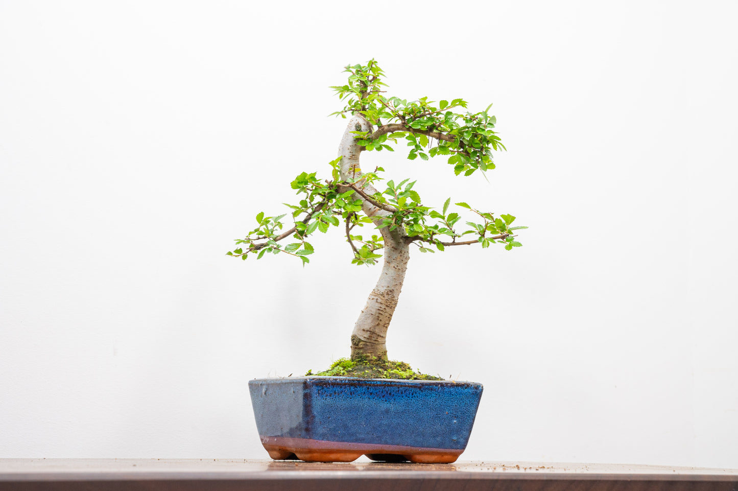 Chinese Elm Bonsai and Care Kit in 15cm Navy Ceramic Pot