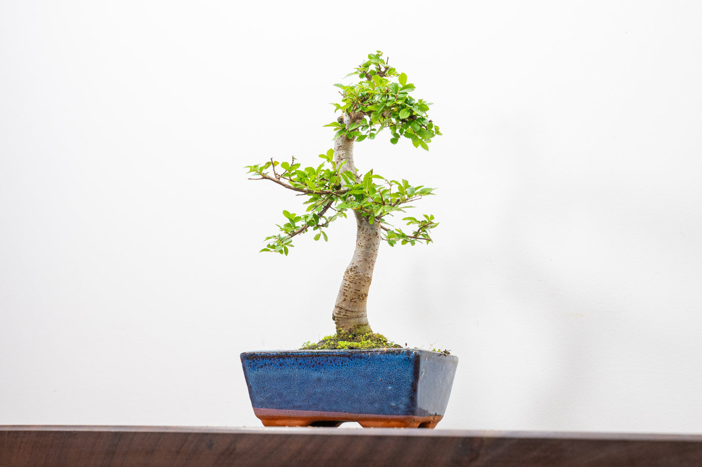 Chinese Elm Bonsai and Care Kit in 15cm Navy Ceramic Pot