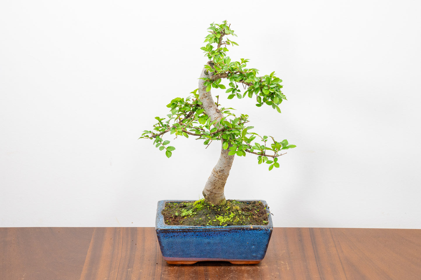 Chinese Elm Bonsai and Care Kit in 15cm Navy Ceramic Pot