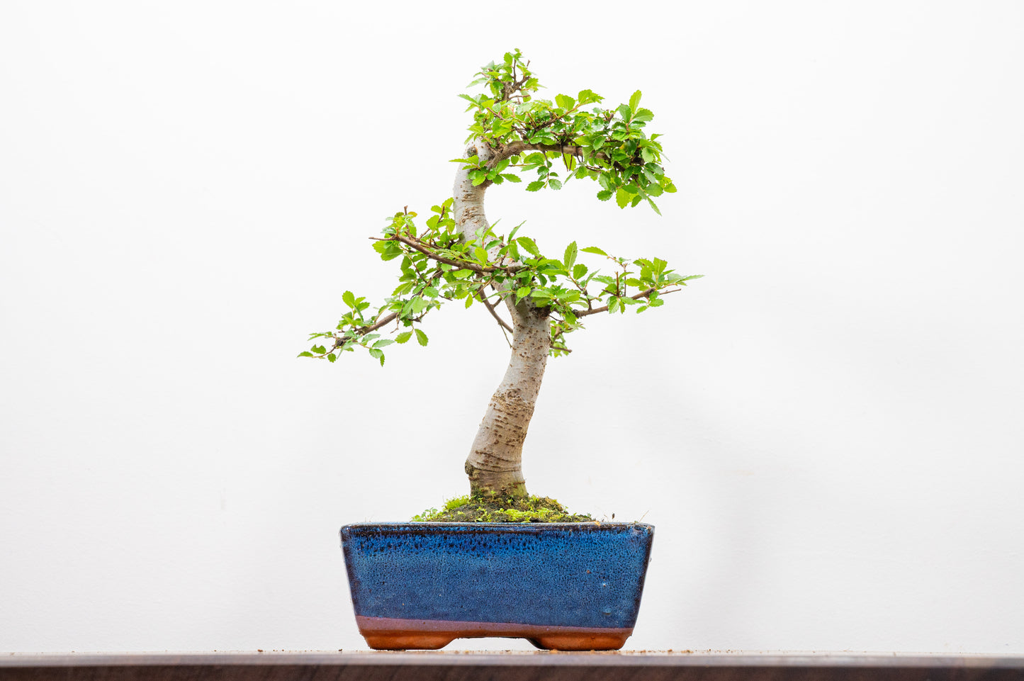 Chinese Elm Bonsai and Care Kit in 15cm Navy Ceramic Pot