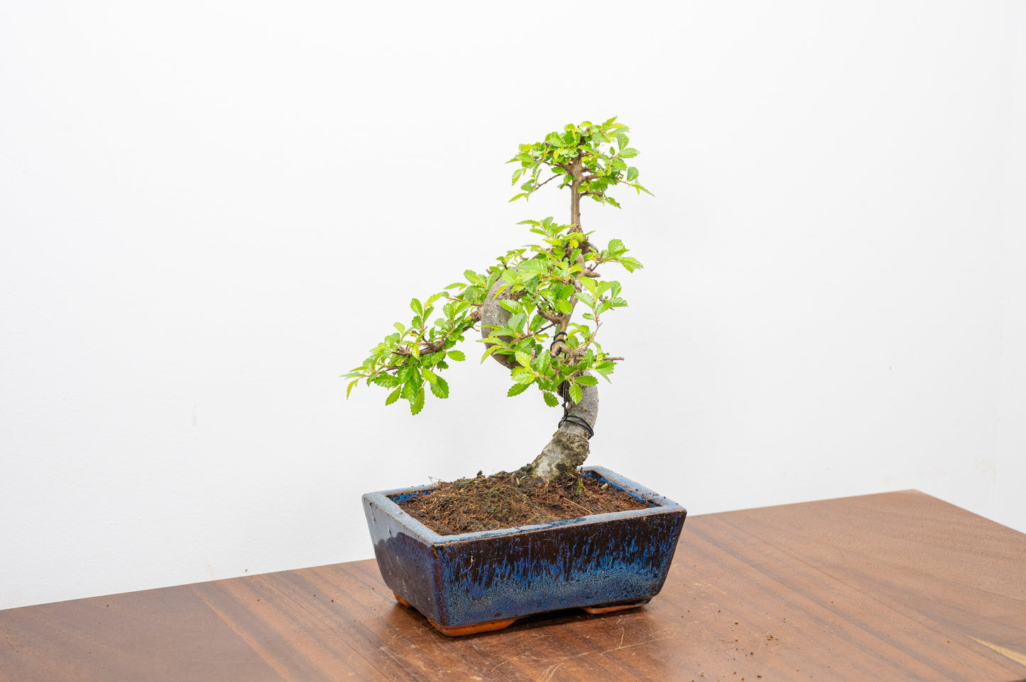 Chinese Elm Bonsai and Care Kit in 15cm Navy Ceramic Pot