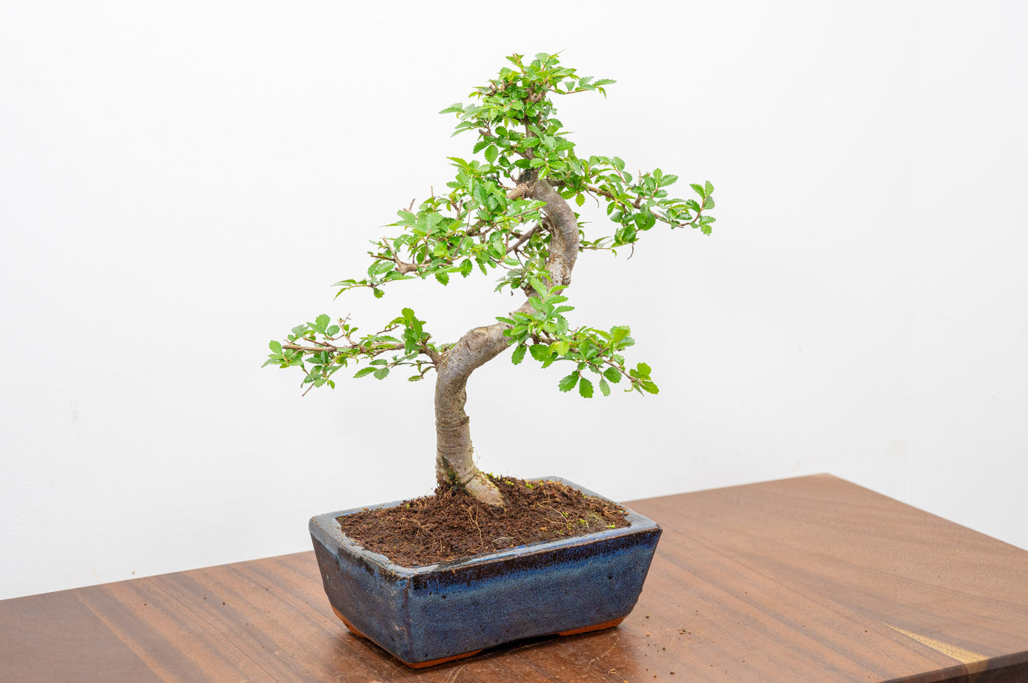 Chinese Elm Bonsai and Care Kit in 15cm Navy Ceramic Pot