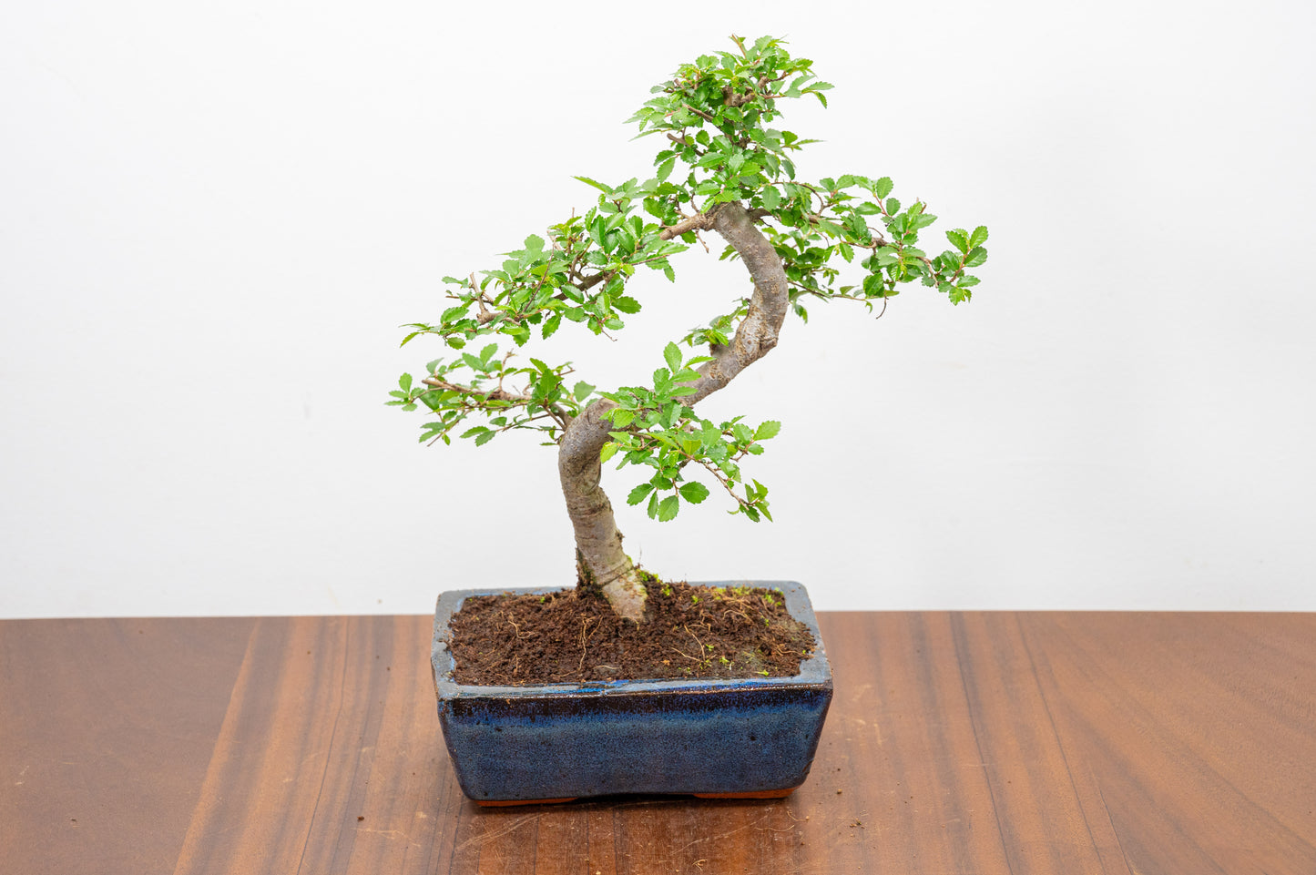 Chinese Elm Bonsai and Care Kit in 15cm Navy Ceramic Pot