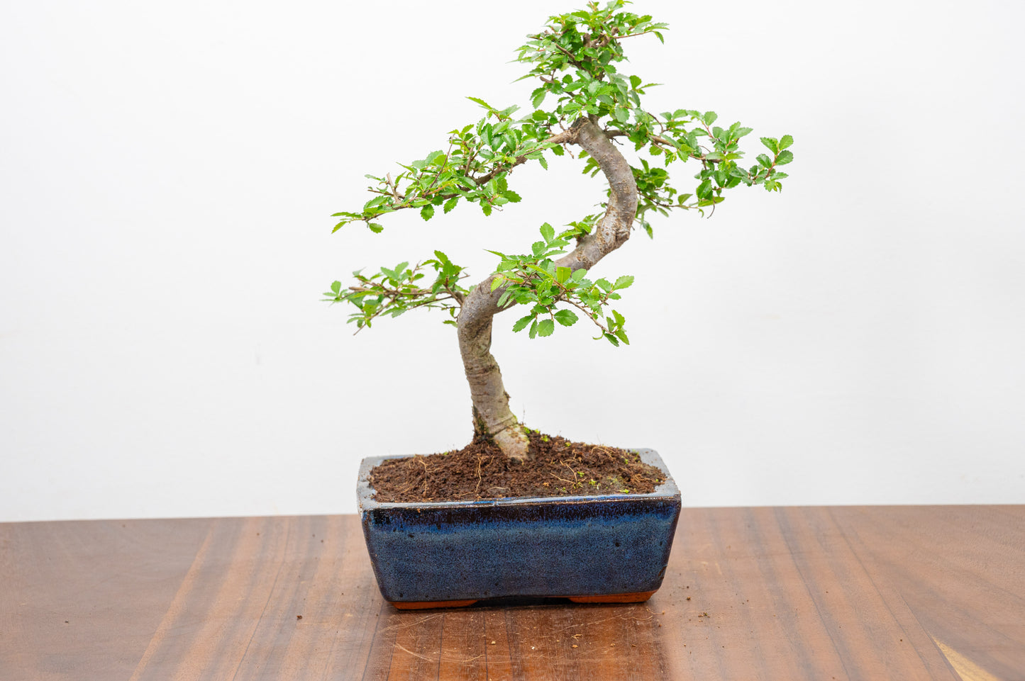 Chinese Elm Bonsai and Care Kit in 15cm Navy Ceramic Pot