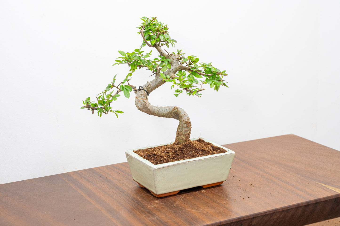 Chinese Elm Bonsai and Care Kit in 15cm Cream Ceramic Pot
