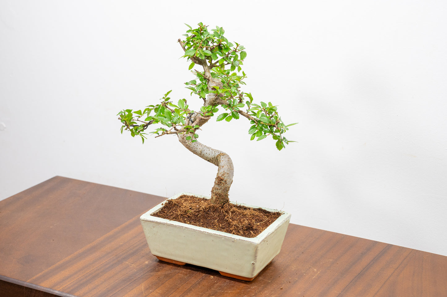 Chinese Elm Bonsai and Care Kit in 15cm Cream Ceramic Pot