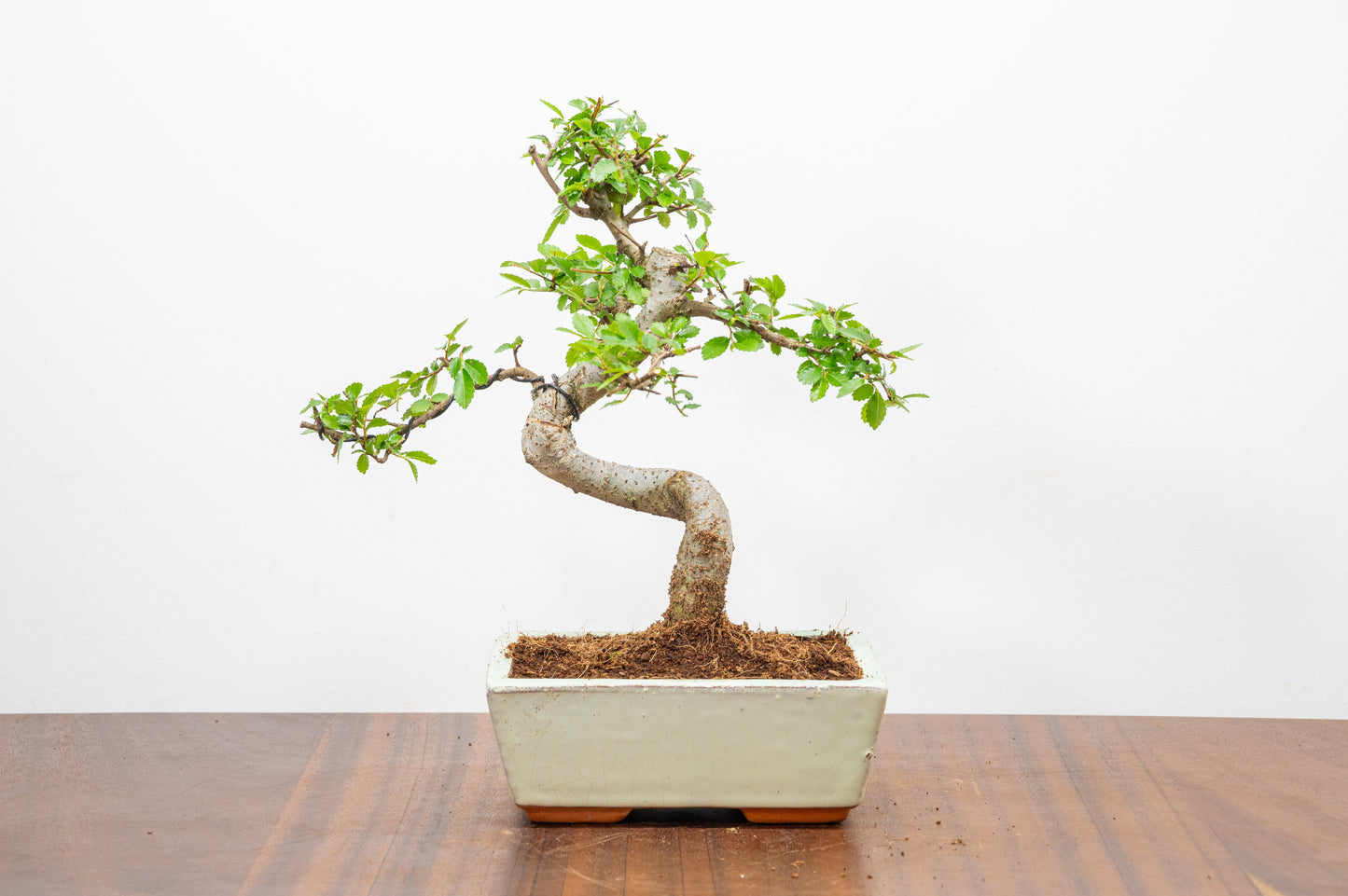 Chinese Elm Bonsai and Care Kit in 15cm Cream Ceramic Pot