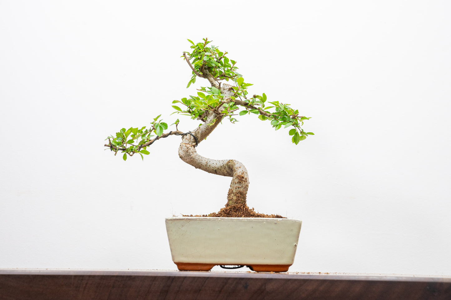 Chinese Elm Bonsai and Care Kit in 15cm Cream Ceramic Pot