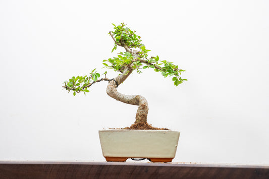 Chinese Elm Bonsai and Care Kit in 15cm Cream Ceramic Pot
