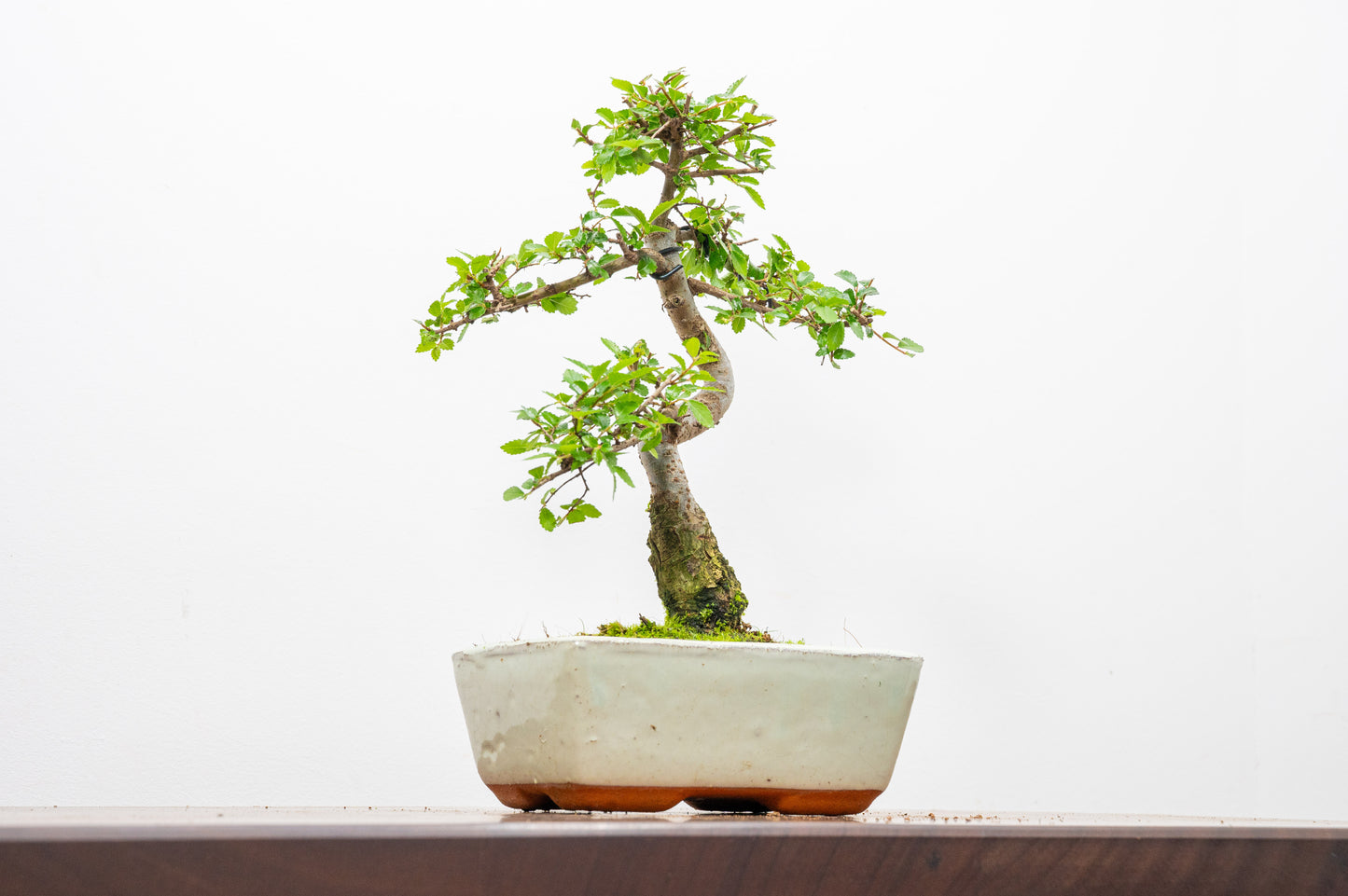 Chinese Elm Bonsai and Care Kit in 15cm Cream Ceramic Pot