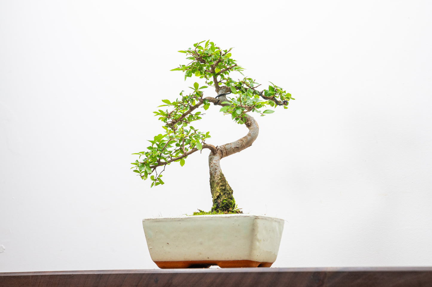 Chinese Elm Bonsai and Care Kit in 15cm Cream Ceramic Pot