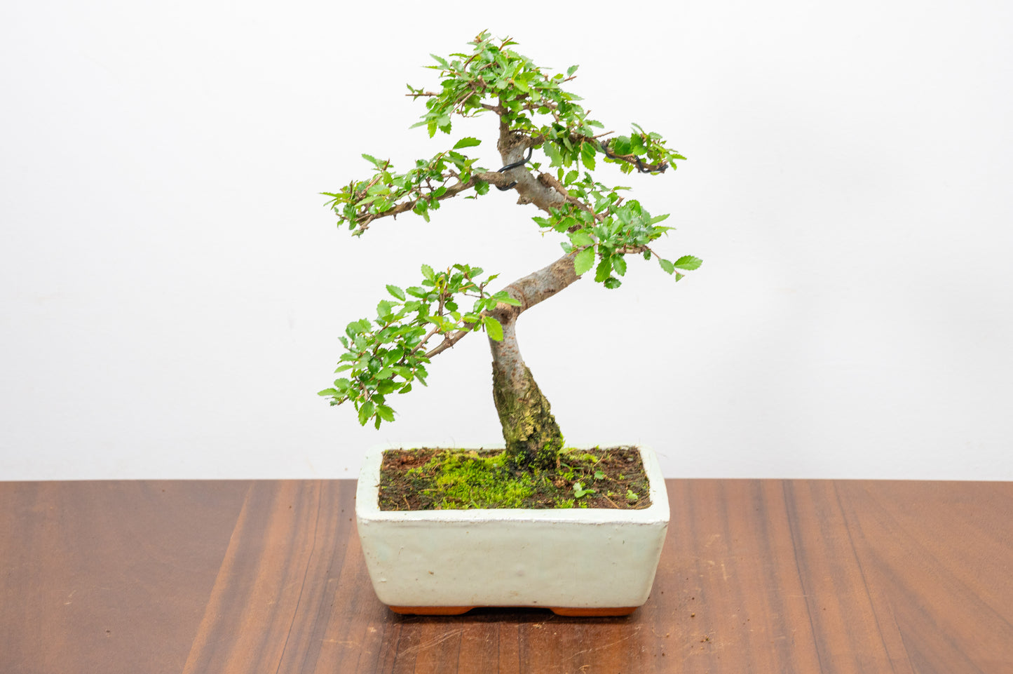 Chinese Elm Bonsai and Care Kit in 15cm Cream Ceramic Pot