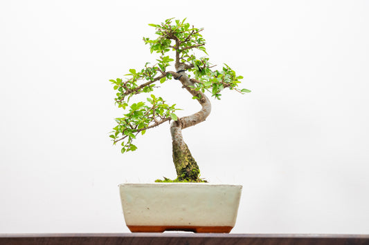Chinese Elm Bonsai and Care Kit in 15cm Cream Ceramic Pot