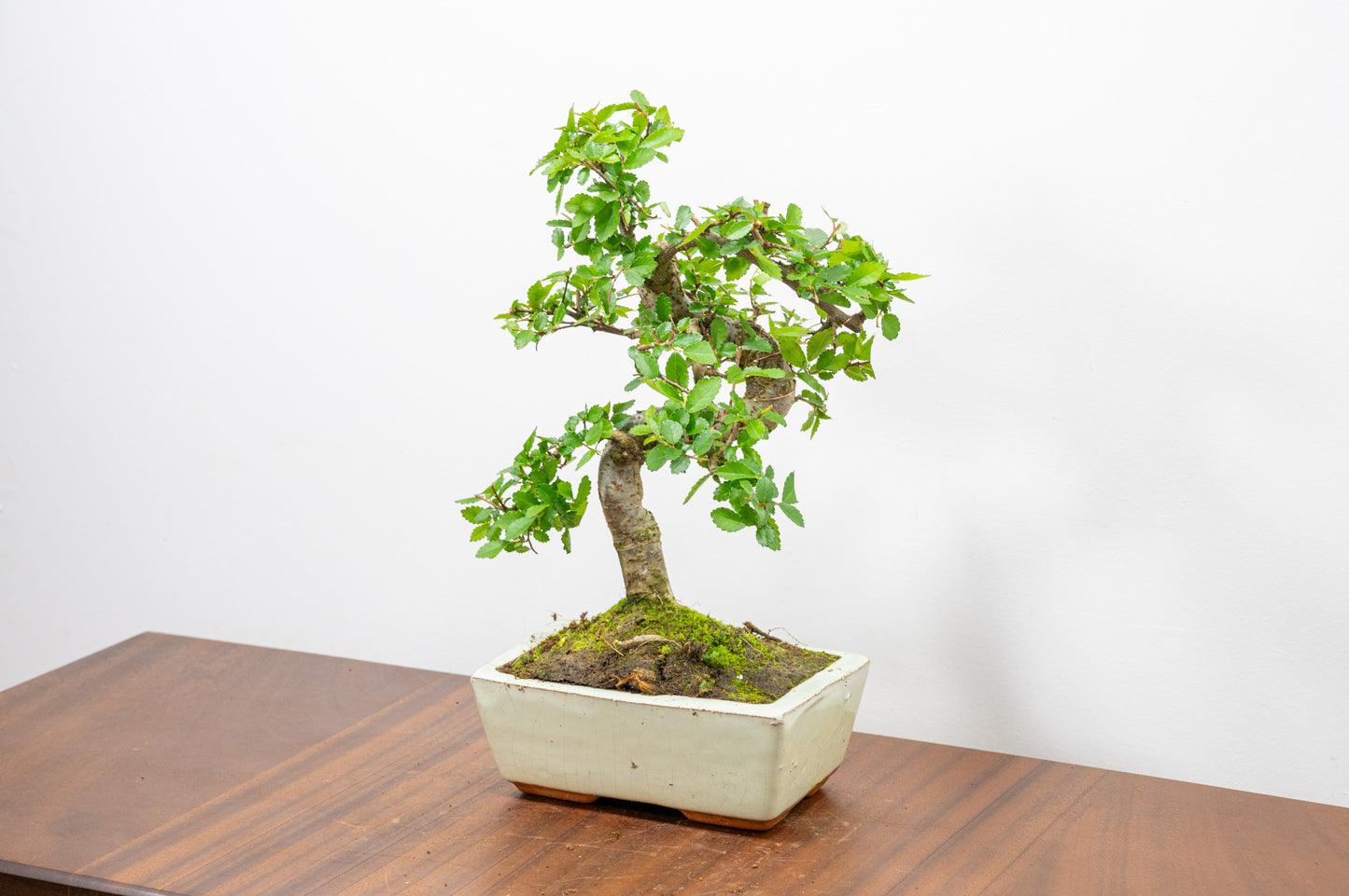 Chinese Elm Bonsai and Care Kit in 15cm Cream Ceramic Pot