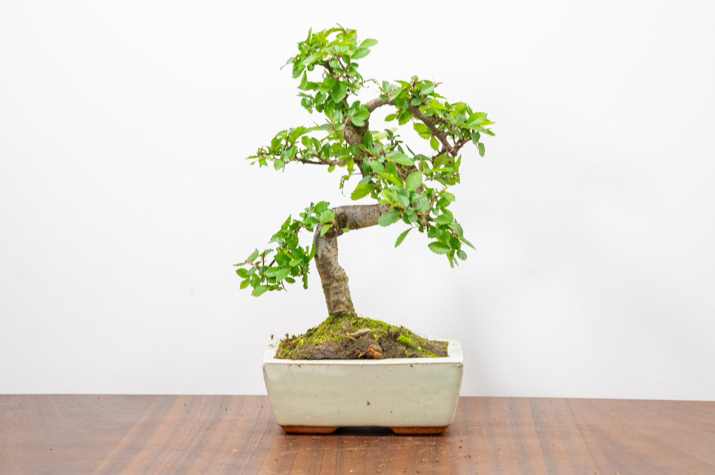 Chinese Elm Bonsai and Care Kit in 15cm Cream Ceramic Pot