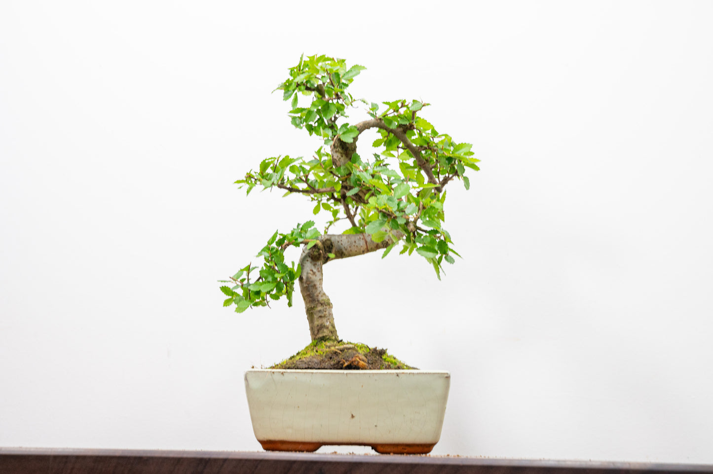 Chinese Elm Bonsai and Care Kit in 15cm Cream Ceramic Pot