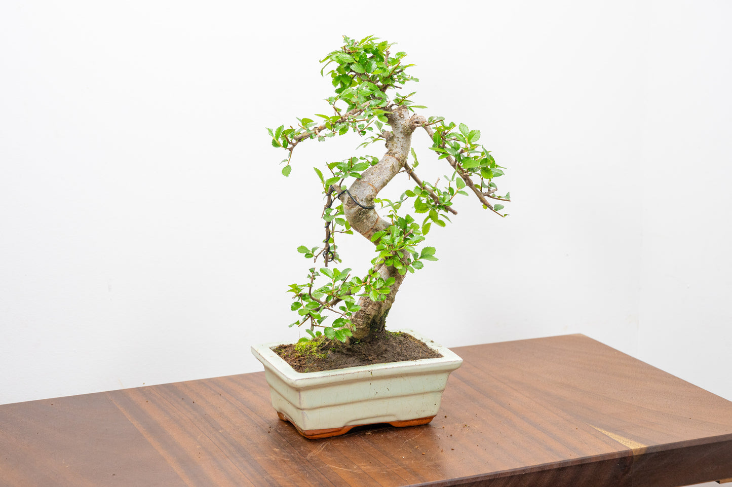 Chinese Elm Bonsai and Care Kit in 15cm Cream Ceramic Pot