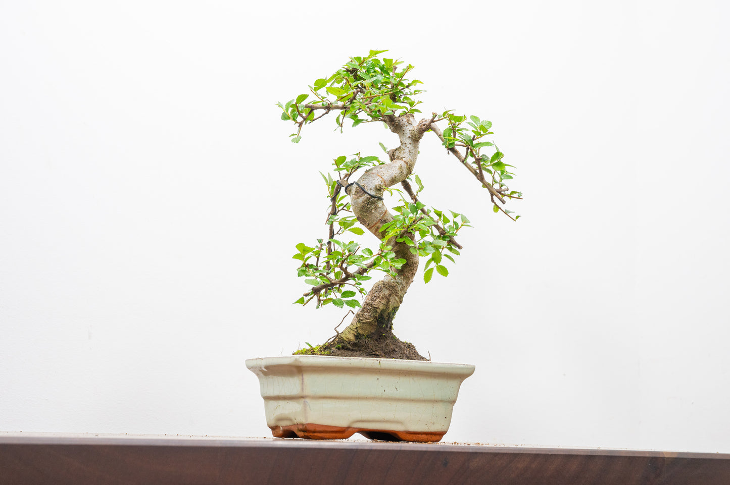 Chinese Elm Bonsai and Care Kit in 15cm Cream Ceramic Pot