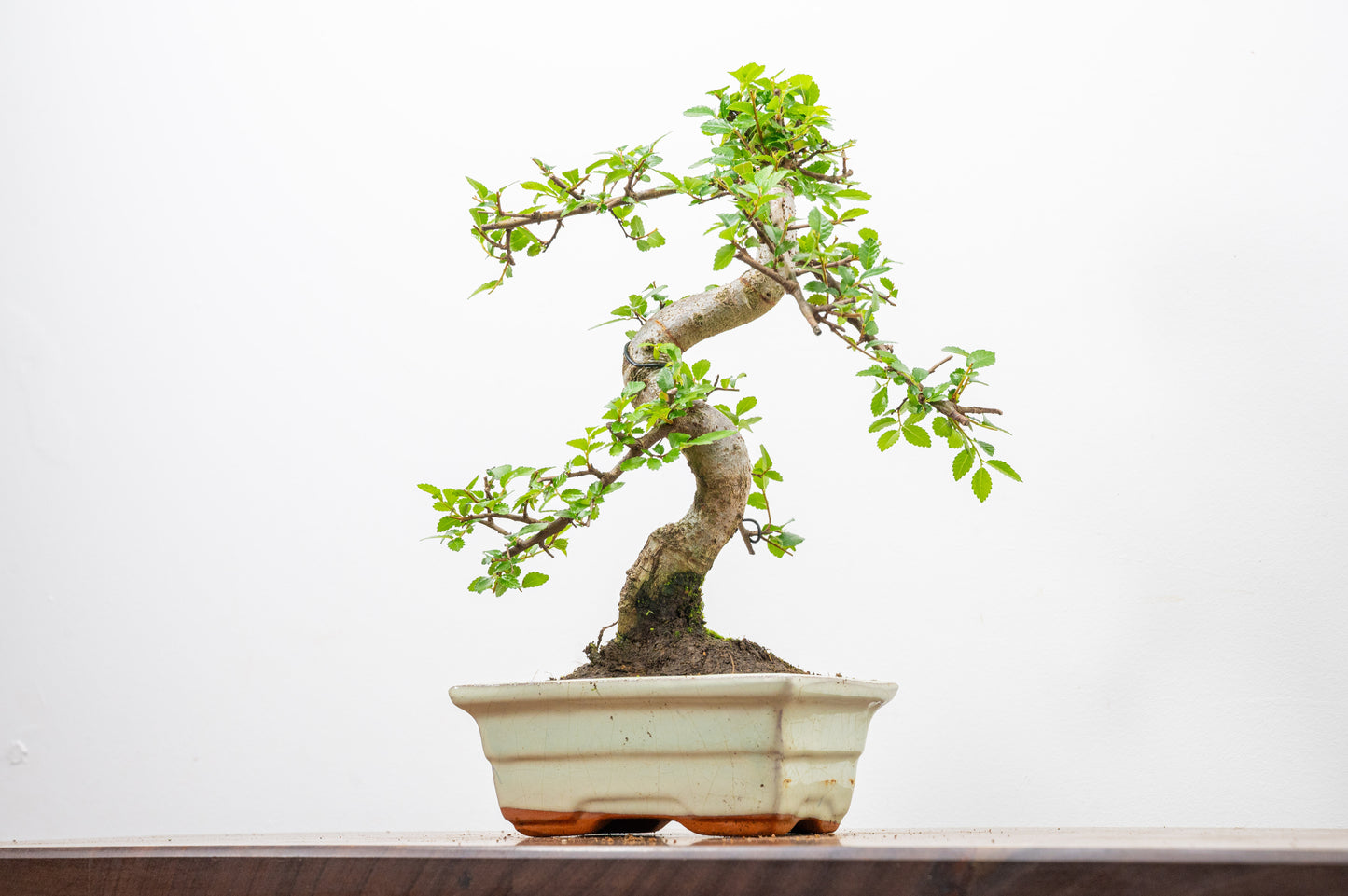 Chinese Elm Bonsai and Care Kit in 15cm Cream Ceramic Pot