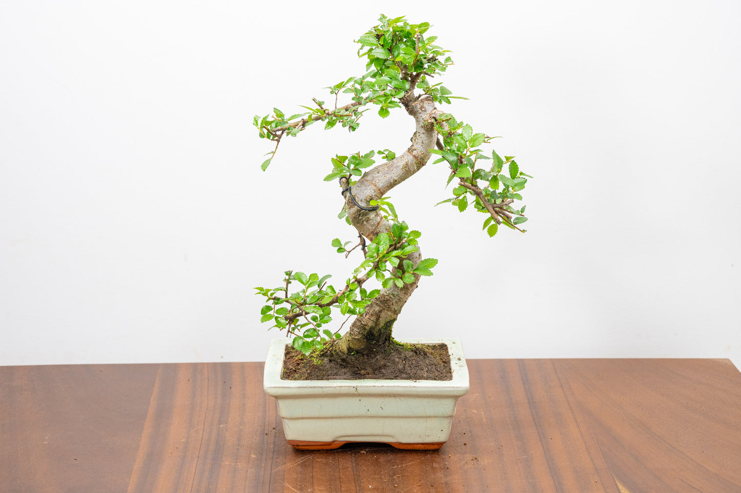 Chinese Elm Bonsai and Care Kit in 15cm Cream Ceramic Pot
