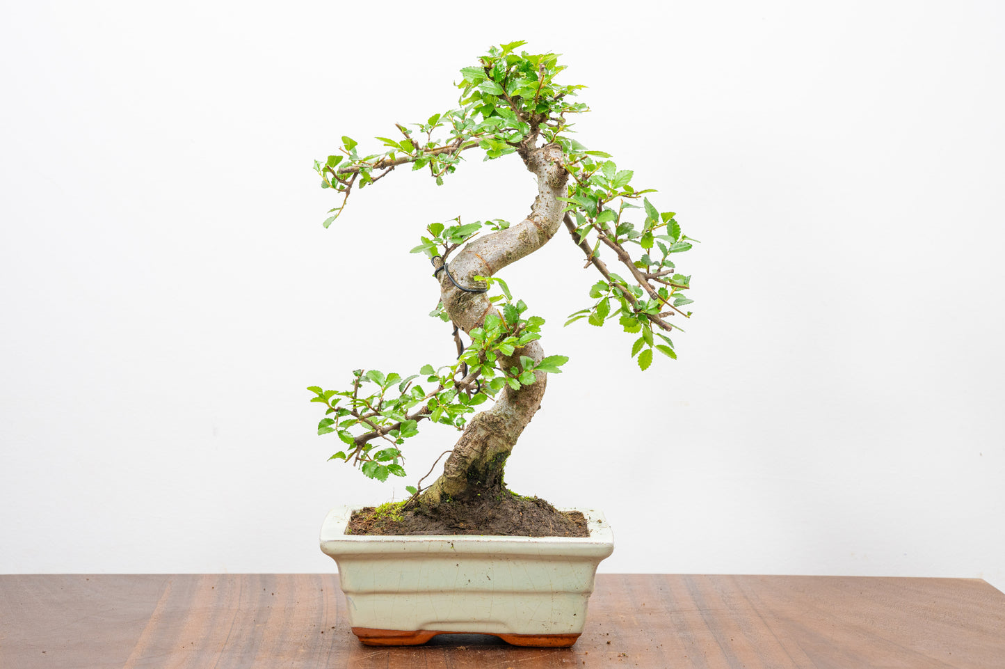 Chinese Elm Bonsai and Care Kit in 15cm Cream Ceramic Pot