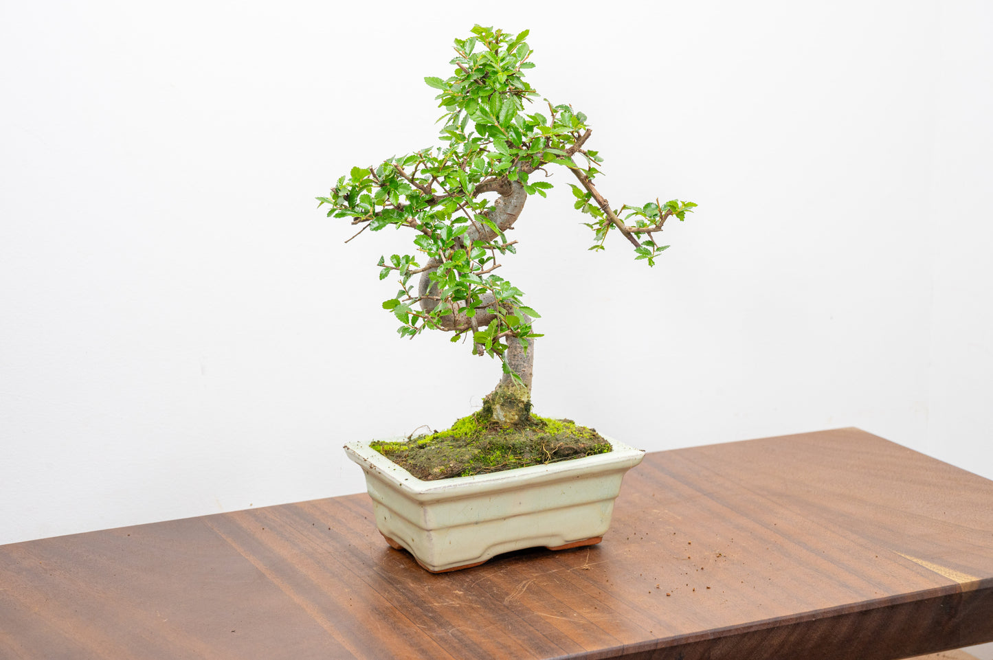 Chinese Elm Bonsai and Care Kit in 15cm Cream Ceramic Pot