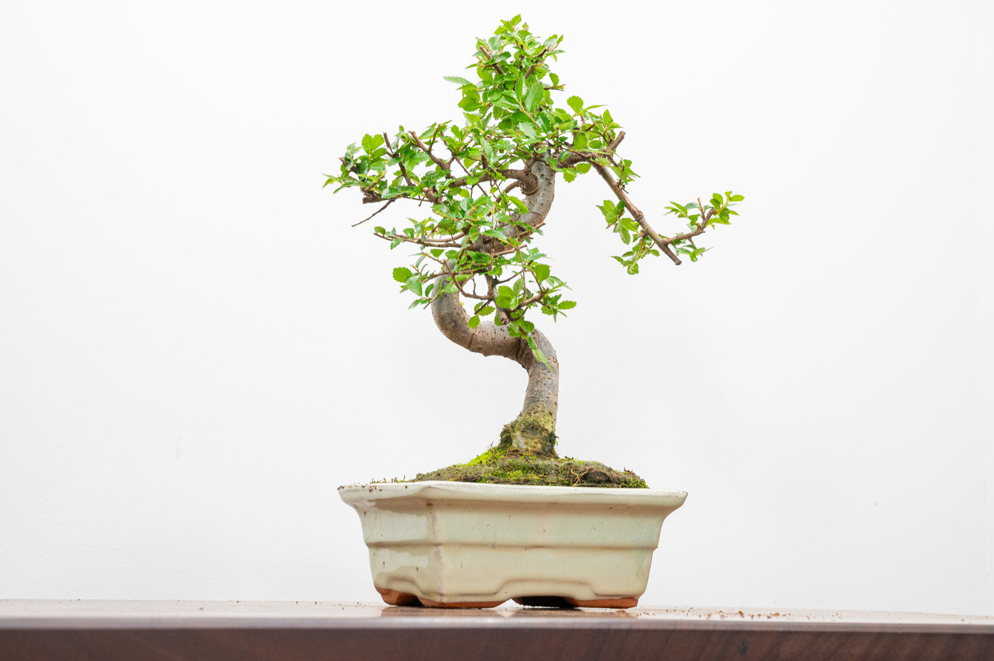 Chinese Elm Bonsai and Care Kit in 15cm Cream Ceramic Pot