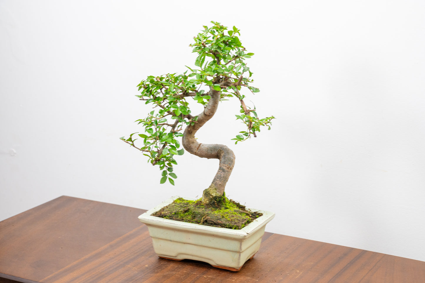 Chinese Elm Bonsai and Care Kit in 15cm Cream Ceramic Pot